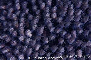 LEMBEH by Eduardo Acevedo 